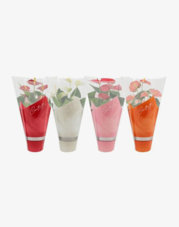 Anthurium misto Vaso 14cm