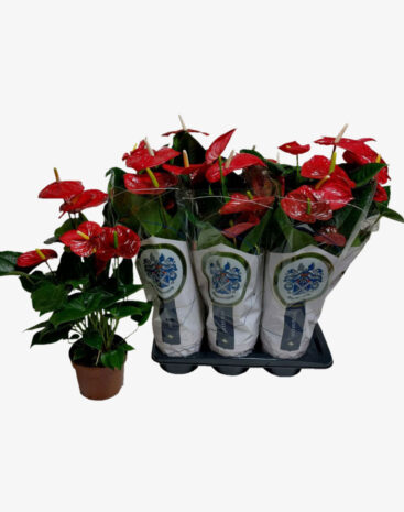 Anthurium Jambo Red Vaso 17cm