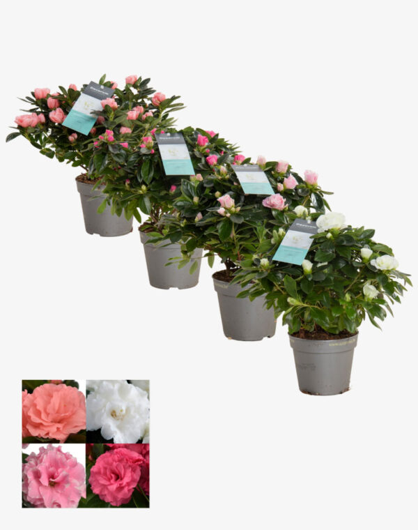 Azalea Misto vaso 14 cm