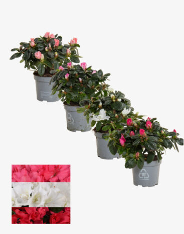 Azalea Mix 9 cm