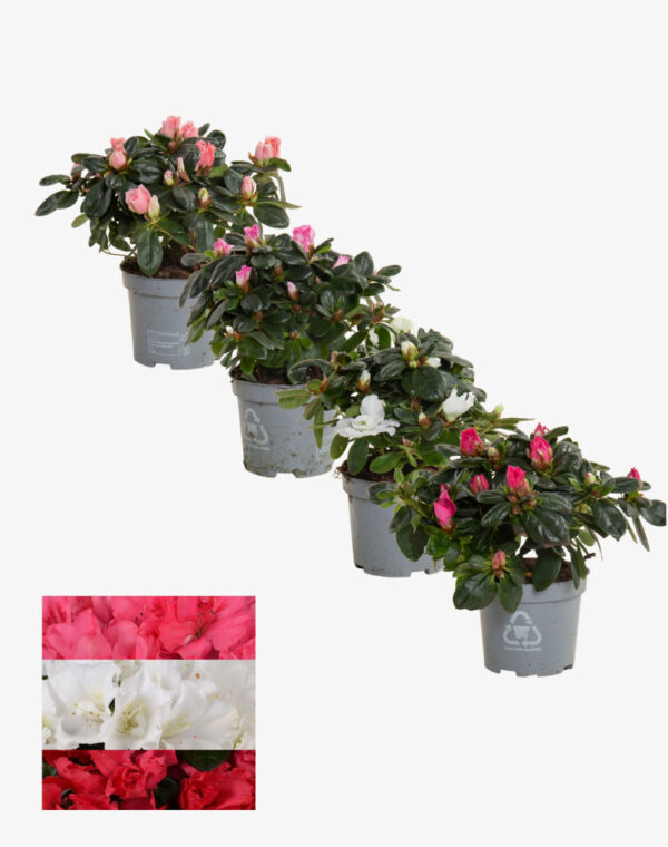 Azalea Mix 9 cm