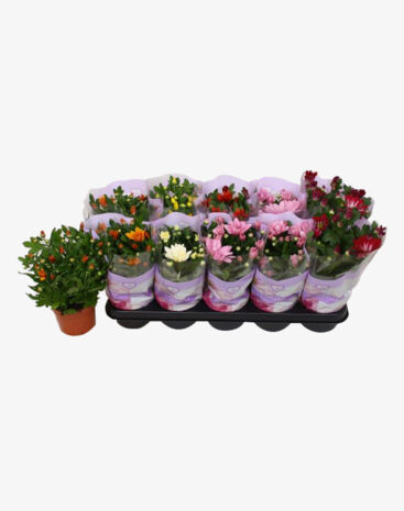 Chrysanthemum Misto Vaso 12cm