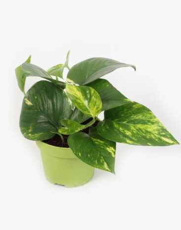 Epipremnum vaso 12
