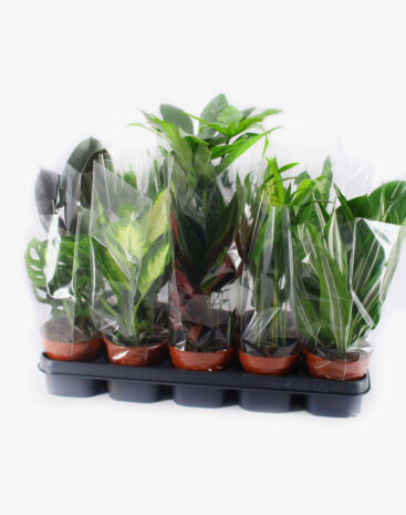 Piante verdi misti vaso 12cm