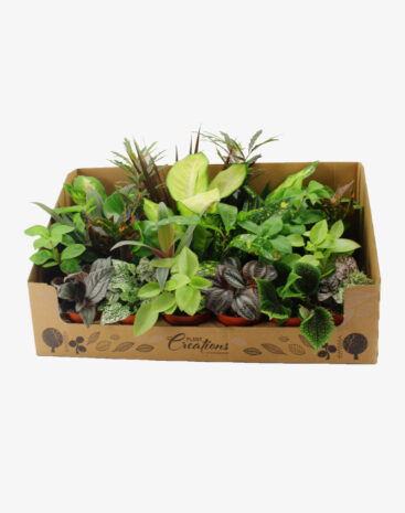 Piante verdi misti vaso 9 cm
