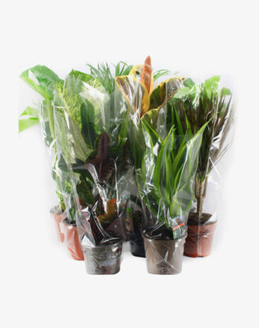 Piante verdi  misti vaso 17 cm