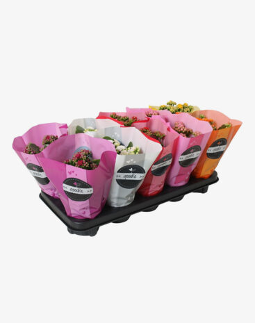 Kalanchoe Blossfeldiana Mix 10,5 cm Fiore doppio