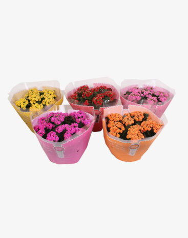 Kalanchoe Blossfeldiana Mix 23 cm