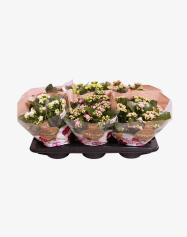 Kalanchoe Blossfeldiana Mix vaso 15 cm
