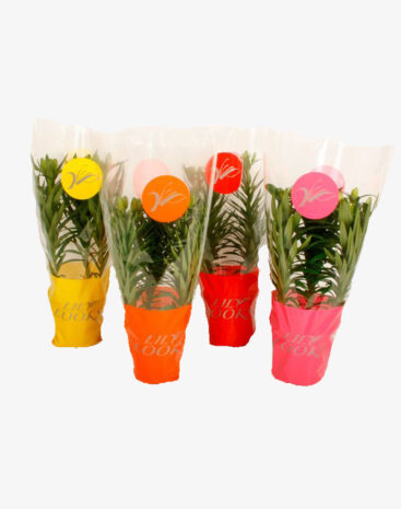 Lilium Aziaat Mix vaso 13 cm