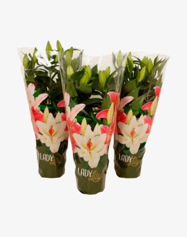Lilium Oriental Mix vaso 13 cm