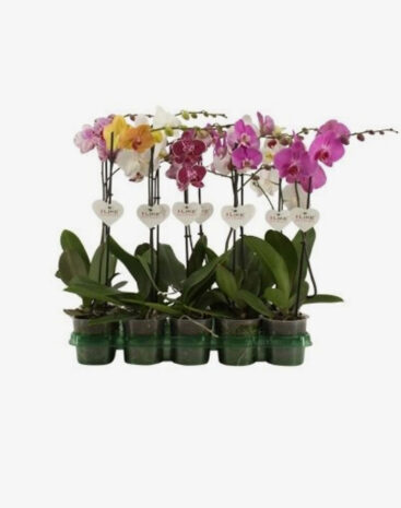 Phalaenopsis vaso 12 Mix 1 ramo