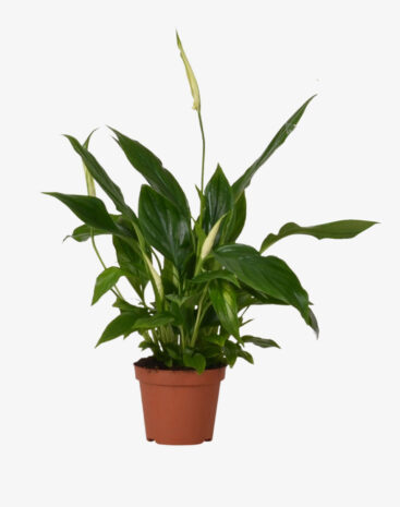 Spathiphyllum 10,5 cm