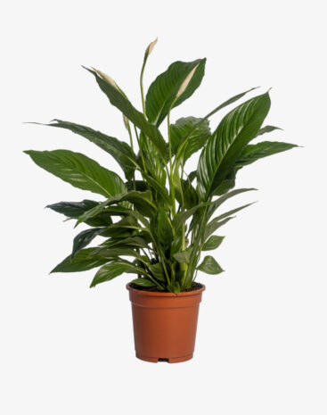Spathiphyllum Vivaldi 17cm