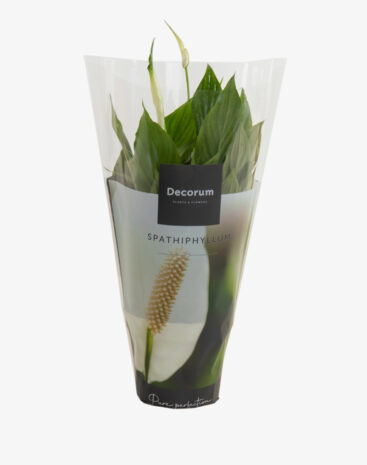 Spathiphyllum vaso 13