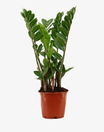 Zamioculcas vaso 14 cm