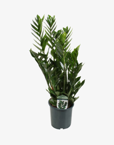 Zamioculcas vaso 17 cm