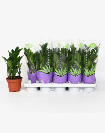 Zamioculcas vaso 12 cm
