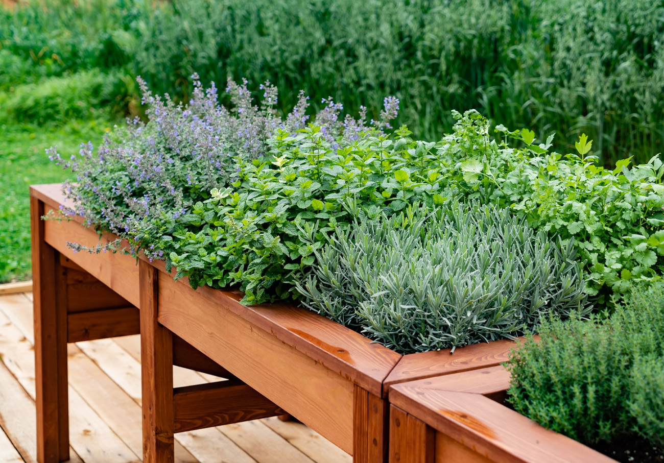 Piante aromatiche: idee creative per l'arredamento esterno - Arredo Verde Shop