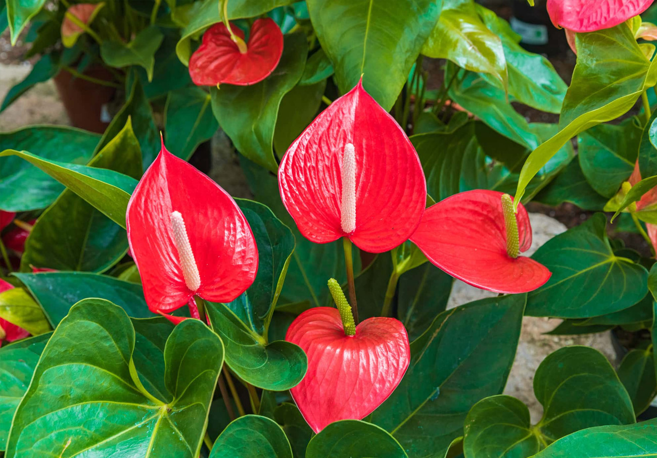 Orchidea Anthurium - l'eleganza tropicale - Arredo Verde Shop