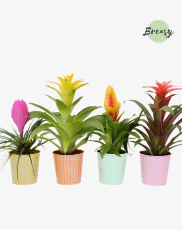Bromelia Cupcake vaso 10 cm ceramica