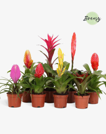Bromelia Misto vaso 9