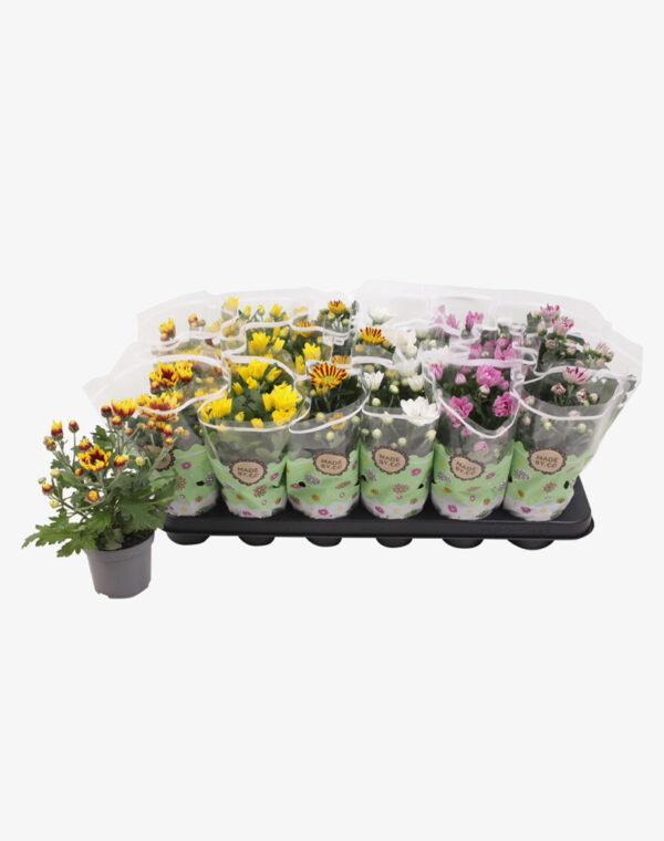 Chrysanthemum Misto Vaso 9 cm