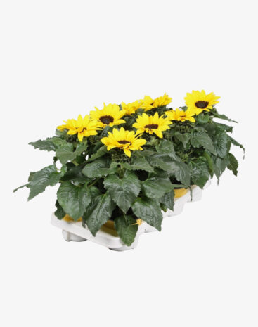 Helianthus vaso 13 cm