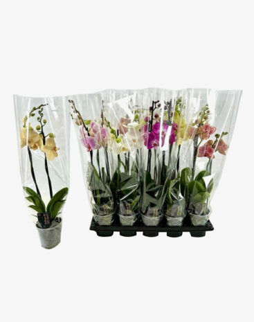 Phalaenopsis vaso 12 Mix 2 rami