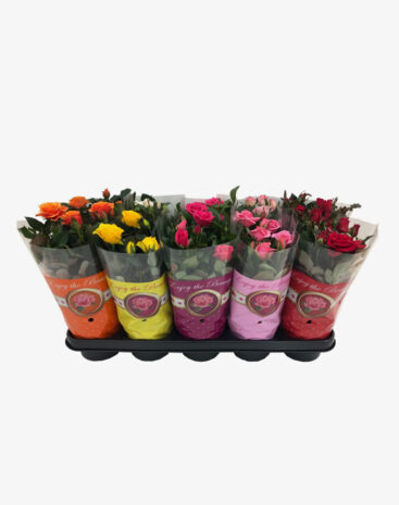 Rosa vaso 12 cm